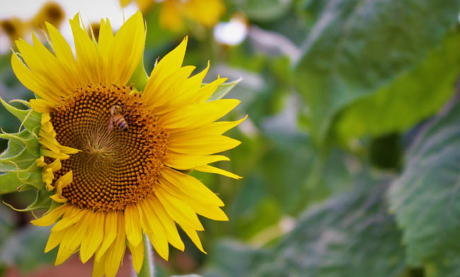 sunflower-650×392-sm