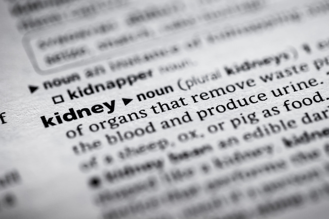 How the kidneys work